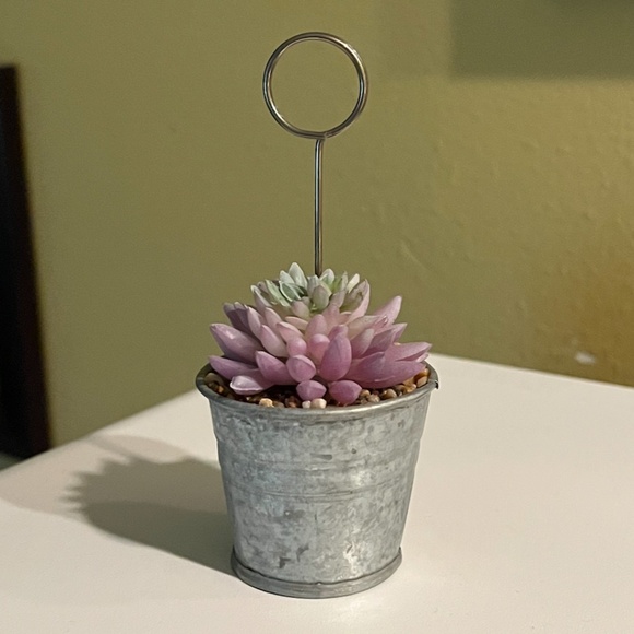 NEW mini artificial succulent in tin pail, photo holder - Picture 1 of 7